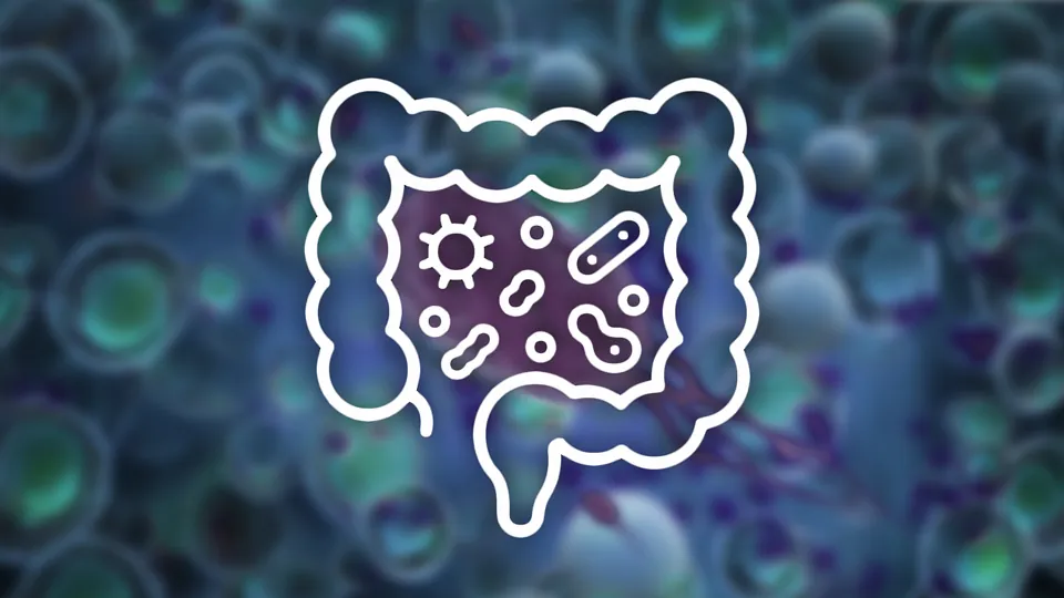 Helicobacter pylori- Mikrobiota und Probiotika im Kontext der Helicobacter pylori Infektion