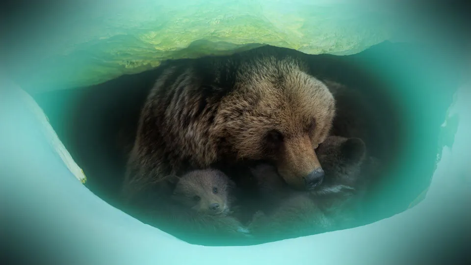 Braunbären im Winterschlaf